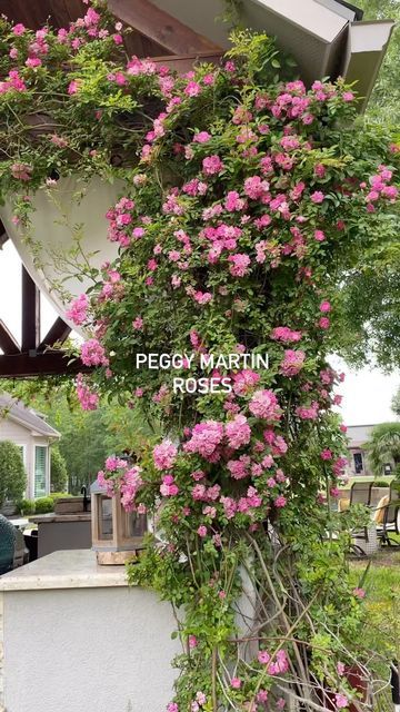 Taylor Weimar on Instagram: "Tag someone who would love these ✨ The “Peggy Martin” rose is tough as nails, surviving two weeks underwater after Hurricane Katrina. It can grow 15’ or longer and has no thorns. It can thrive anywhere in the south and does much better in the ground than in pots." Peggy Martin Rose Trellis, Peggy Martin Rose, Martin Rose, Rose Trellis, Climbing Rose, Tough As Nails, Climbing Roses, Tag Someone Who, Tag Someone