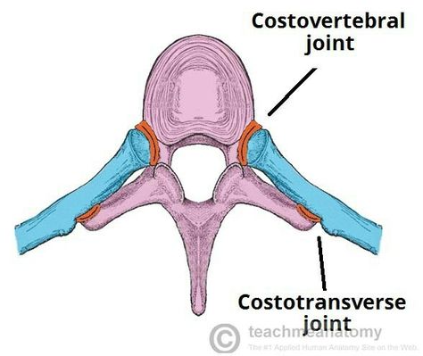 Costotransverse and costovertebral  joints Lumbar Vertebrae, Vertebral Column, Thoracic Vertebrae, Heart Lungs, Anatomy Images, Intervertebral Disc, Gross Anatomy, Skeletal System, Human Anatomy