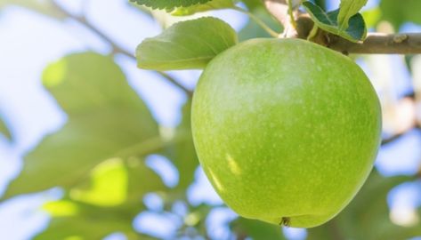 Granny Smith Apple Tree – What To Know Before Planting – Rennie Orchards Granny Smith Apple Tree, Apple Tree Care, Pruning Apple Trees, Apple Tree From Seed, House Gardening, Granny Smith Apple, Tree Growth, Tree Pruning, Single Tree