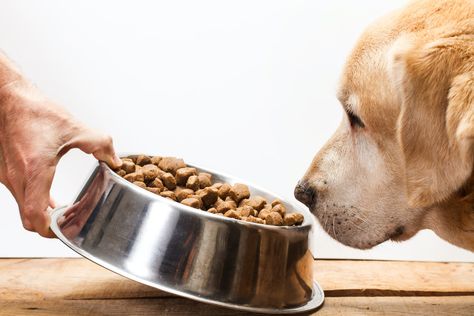 These Are The Ingredients You Should Always Avoid In Your Dog Food Grain Free Diet, Grain Free Dog Food, Dog Urine, Canned Dog Food, Dog Food Brands, Healthy Dog Food Recipes, Human Food, Best Dog Food, Puppy Food