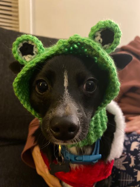 crochet frog balaclava Frog Balaclava, Frog Hat, Crochet Frog, Dog Costume, Crochet Dog, Crochet Pattern, Crochet Patterns, Knitting, Crochet