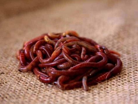 How to Identify Red Wigglers at All Stages: An Interactive Guide Potted Plants Garden, Red Wiggler Worms, Grub Worms, Types Of Worms, Red Wigglers, Worm Bin, Composting Process, Red Worms, Garden Remedies