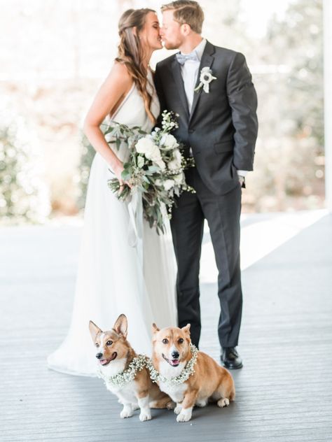 Proposal Ideas With Dogs, Wedding Ideas With Dogs, Photo Ideas With Dogs, Corgi Wedding, Dog Wedding Cake Toppers, White Boho Wedding Dress, Puppy Proposal, Gold Boho Wedding, Pet Wedding Photos