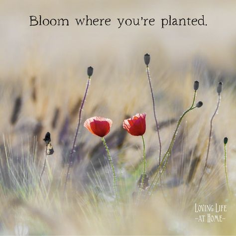 Don't waste time wishing your circumstances were different. Instead, bloom where you are planted and use all your gifts to glorify God. Glorify God, Bloom Where Youre Planted, Love You Husband, Fancy Costumes, Bloom Where You Are Planted, Center Ideas, Waste Time, Well Lights, Ways To Communicate