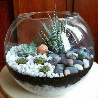 Terrariums Diy, Mini Succulent Garden, Cactus Terrarium, Succulent Bowls, نباتات منزلية, Succulent Garden Diy, Succulent Gardening, Terrarium Diy, Garden Terrarium