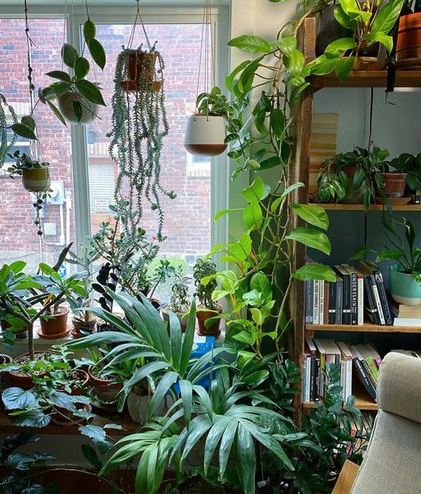 Indoor Green Plants, Organic Store, Vibrant Living Room, Jungle Decor, Green Apartment, Plant Goals, Plant Mama, Plant Room, Lifestyle Board