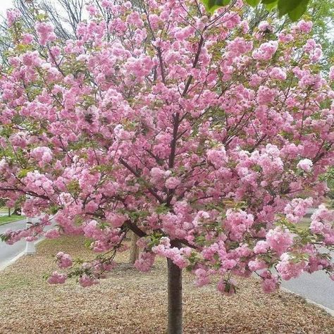 Kwanzan Cherry Tree, Cypress Mulch, Ornamental Cherry, Fringe Tree, Weeping Cherry Tree, Flowering Cherry Tree, Street Trees, Blossom Garden, Cherry Trees