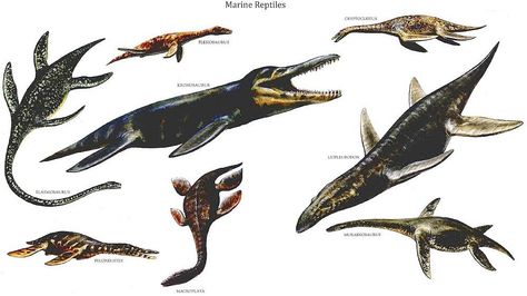 Marine Reptiles Dinosaurs Wallpaper, Marine Reptiles, Walking With Dinosaurs, Prehistoric Wildlife, Dinosaur Wallpaper, Sea Dweller, Extinct Animals, Wallpaper Image, Dinosaur Art