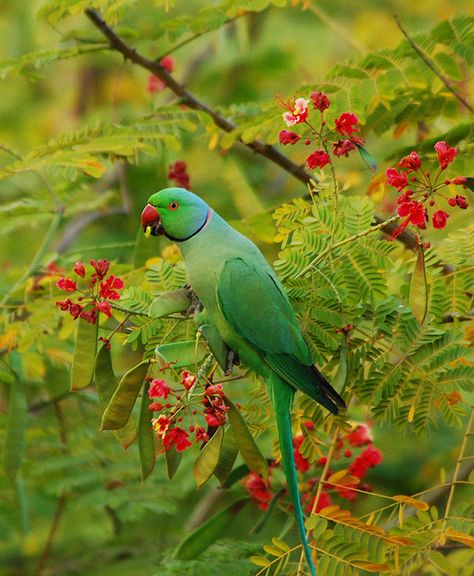 Rose-ringed parakeet by divdude007(Haren), via Flickr Prey Birds, Ringneck Parrot, Ring Necked Parakeet, Indian Ringneck, Indian Rose, Parrot Painting, Parrot Pet, Macaw Parrot, Colorful Parrots