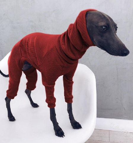 GHKN whippet Italian Greyhound Clothes Lightweight Dog Jumpsuit Greyhound Clothes, Italian Greyhound Clothes, Travel Dog Bowl, Dapper Dogs, Animal Sweatshirt, Pet Sweater, Dog Feeder, Dog Apparel, Small Puppies