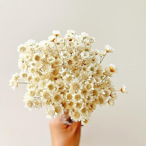 Amazon.com: Natural - Dried - Flowers Brazilian Small Star Daisy Dried Decorative Mini Chamomile Bouquet for Wedding Floral Arrangements Home Decorations Valentine's Day Gifts (200 Stems) (White) : Grocery & Gourmet Food Chamomile Bouquet, Wedding Floral Arrangements, Bouquet For Wedding, Daisy Wedding, Daisy Bouquet, Dried Florals, Floral Arrangements Wedding, Chamomile Flowers, Dried Flower Bouquet