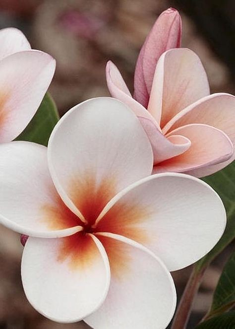 Plumeria by James Steele Fiori Frangipani, Flores Plumeria, Fleur Orange, Plumeria Flowers, Beautiful Flowers Photos, Most Beautiful Flowers, Rare Flowers, Hawaiian Flowers, Unique Flowers