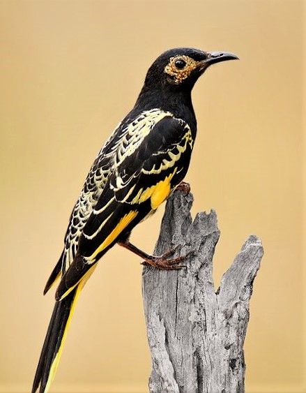 The Regent Honeyeater (Anthochaera phrygia) is a critically endangered bird. Honeyeater Birds, Regent Honeyeater, Endangered Birds, Most Beautiful Birds, Kinds Of Birds, Rare Birds, Australian Birds, Endangered Animals, Nature Birds