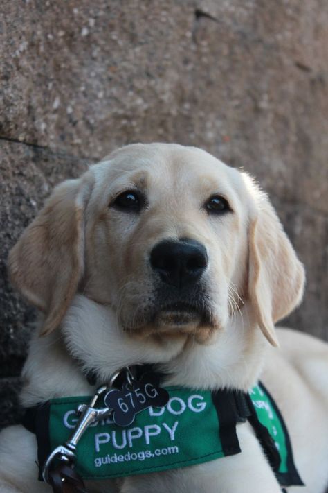 Guide Dog, Yellow Lab, Service Dogs, Dogs And Puppies, Labrador Retriever, Labrador, My Pictures, Puppies, Dogs