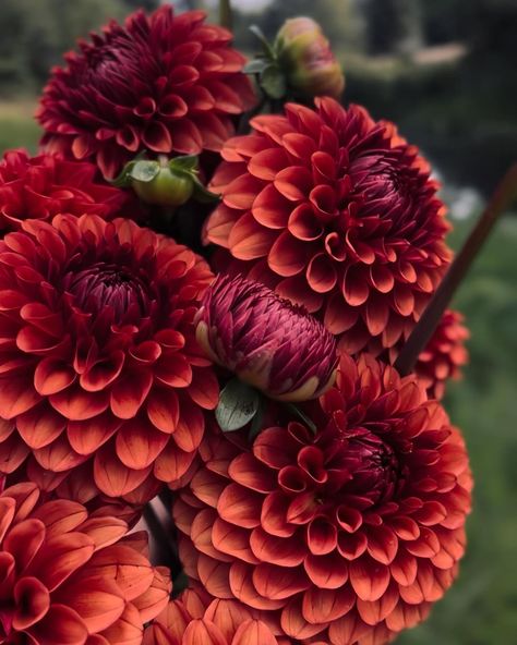 Just another one of my plugs for Brown Sugar. Also had some killer moody lighting this day! She needs to be in everyone’s garden!… | Instagram Brown Sugar Dahlia, Dahlia Types, Dahlia Diva, Dahlia Flower Aesthetic, Dalia Flower, Brand Persona, Moody Lighting, Fall Flowers Garden, Burgundy Dahlia