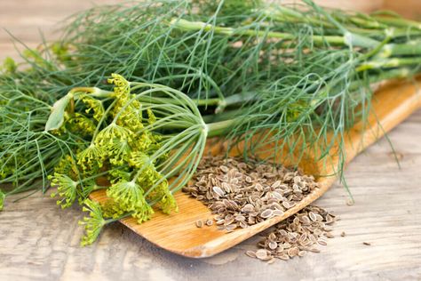 Growing Dill From Seed, Dill Seeds, How To Grow Dill, Succession Planting, Fall Bulbs, Culinary Herbs, Garden Soil, Companion Planting, Medicinal Herbs