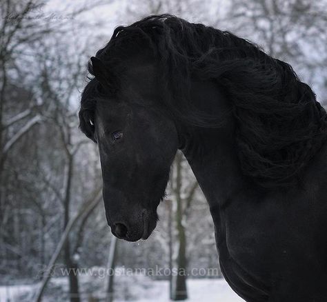 Noble Black Friesian Profile. Kathiyawadi Horse, Horses In Snow, Horse Aesthetic, Black Horses, Most Beautiful Horses, Friesian Horse, Majestic Horse, All The Pretty Horses, Horse Crazy