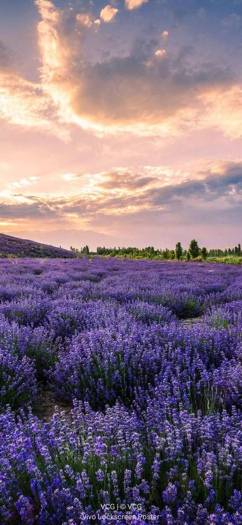 Asthetic Lavender Picture Wallpaper, Purple Flower Phone Wallpaper, Lavender Garden Aesthetic, Lavender Feild Pic, Flower Background Wallpaper Landscape, Lavender Flower Wallpaper, Lavender Field Wallpaper, Aesthetic Artsy Wallpaper, Lilac Aesthetic Wallpaper