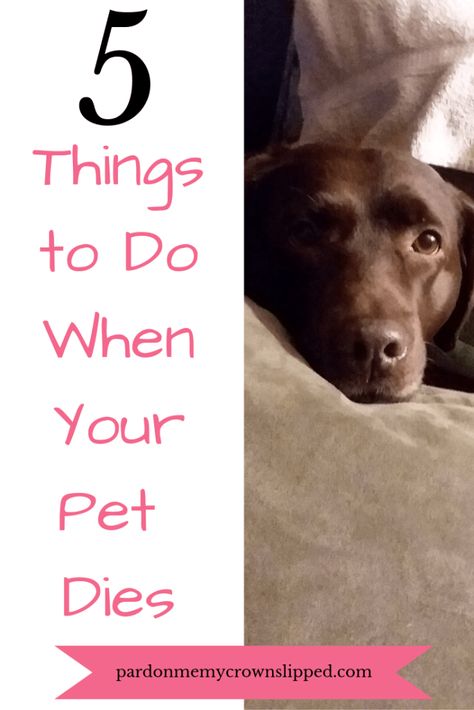 When dealing with the loss of a pet what can you do to help you and your family grieve and remember your pet so you can move on and cherish the memories. #loss of pet #dogs #parenting When Your Pet Dies, Pet Cemetery, Dog Remembrance, Pet Memorial Stones, Dog Died, Loss Of Dog, After Life, Losing A Dog, Dog Memorial