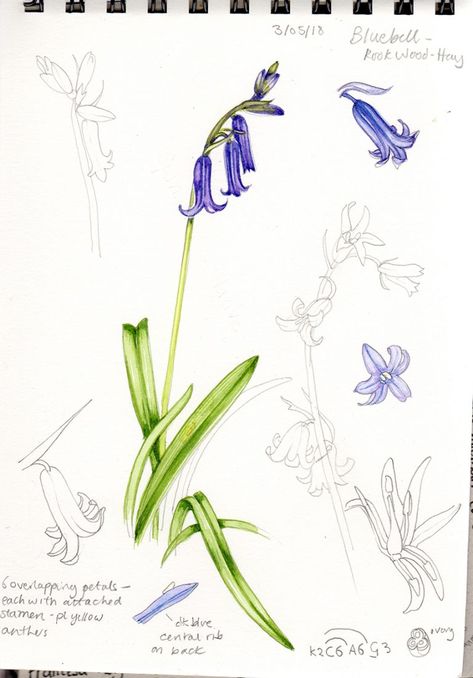 Telling Bluebell species apart - Lizzie Harper Bluebell Botanical Illustration, Bluebell Illustration, Lizzie Harper, Botanical Sketchbook, Blue Bell Flowers, Flower Line Drawings, Nature Sketch, Outdoors Tattoo, Garden Journal