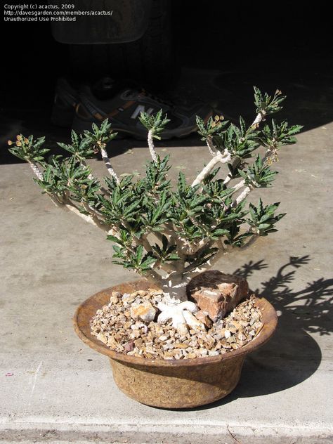 Euphorbia Decaryi, Caudex Plants, Plants, Flowers