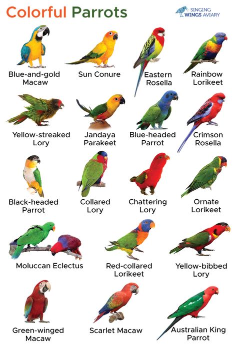 Gods Gifts, Best Pet Birds, African Lovebirds, Birds Pet, Glowing Skin Secrets, Pet Parrot, Conure Parrots, Parrot Pet, Finches Bird