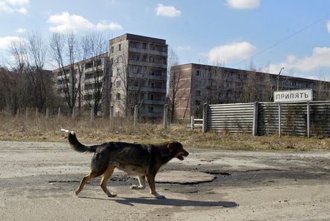 Chernobyl Today, Chernobyl Nuclear Power Plant, Chernobyl Disaster, Nuclear Power Station, Derelict Buildings, Creepy Houses, Nuclear Disasters, Nuclear Plant, Interesting Buildings