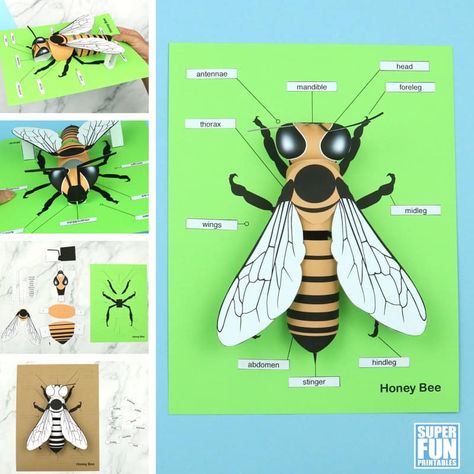 Diving Beetle, Paper Bee, Bee Craft, Bee Crafts For Kids, Bee Activities, مشروعات العلوم, Bee Printables, Insect Crafts, Science Crafts