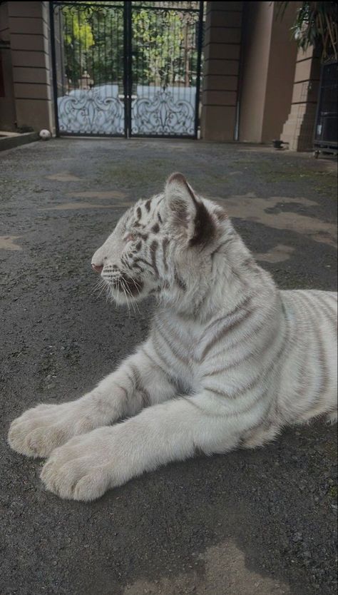 Baby White Tiger, Snow Tiger, Baby Tigers, Tiger Wallpaper, Exotic Cats, Animal Icon, Pet Tiger, Pretty Animals, Cute Wild Animals