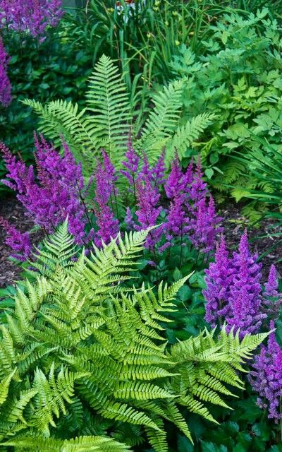 Shade Garden Design, Ferns Garden, Shade Garden Plants, Shade Perennials, Have Inspiration, Hardy Perennials, Woodland Garden, Small Houses, Shade Plants