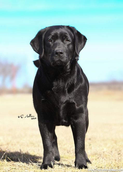 Englisch Labrador Retriever English Labrador Retriever, Labrador Nero, Labrador Yellow, Pitbull Boxer, English Labrador, Labrador Noir, Black Labrador Retriever, Black Lab Puppies, Lab Dogs