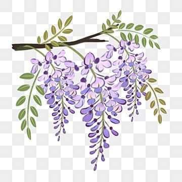 Draw Wisteria, Wisteria Flower Drawing, Zen Wisteria Icon, Wisteria Drawing, Wisteria Outline, Grandma Painting, Wisteria Tattoo, Simple Wisteria Painting, Wisteria Pattern