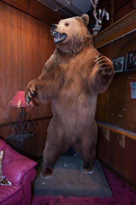 BURT REYNOLDS MOUNTED KODIAK BROWN BEAR - Price Estimate: $2000 - $3000 Taxidermy Bear, Bear Taxidermy, Kodiak Brown Bear, Bear Mounts, Kodiak Bear, Animal Taxidermy, Wet Specimen, Explorers Club, Taxidermy Decor