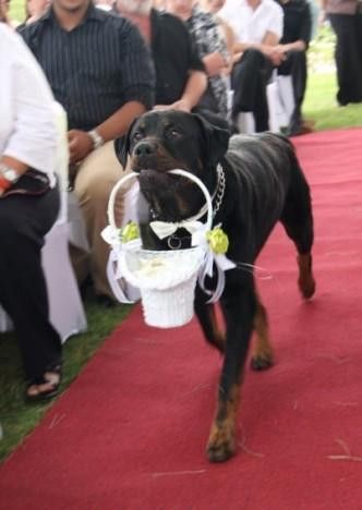 Wedding Dogs, Ring Bearer Dog, Rottweiler Love, Dog Ring, Wedding Pets, Rottweiler Dog, Dog Wedding, Ring Bearer, Happy Dogs