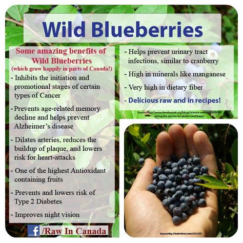 Benefits of wild blueberries! Benefits Of Berries, Benefits Of Organic Food, Complementary Medicine, Micro Nutrients, Bowl Of Cereal, Organic Foods, Wild Blueberries, Organic Garden, Healthy Food Options