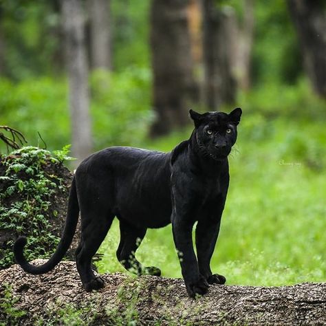 Top 14 Big Cat Species in India - Popular & Biggest Wild Cats Fact Big Cat Species, Black Panther Cat, Big Cat Family, Caracal Cat, Panther Cat, Gato Grande, Cat Species, Airbrush Art, Majestic Animals