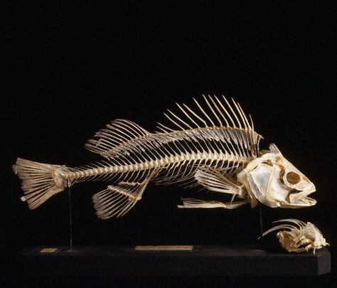 indo-skeleton of a Perca fluviatilis fish Fish Anatomy, Fish Skeleton, Fish Bones, Animal Skeletons, Multiplication Table, Library Art, Vulture Culture, Skeleton Art, Portfolio Inspiration