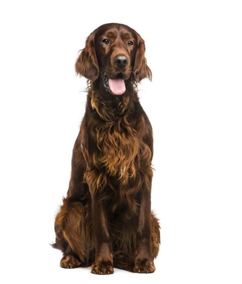 Photo Setter Irlandais Rouge Irish Setter Dogs, Irish Setter, Golden Retriever, Dogs, Animals