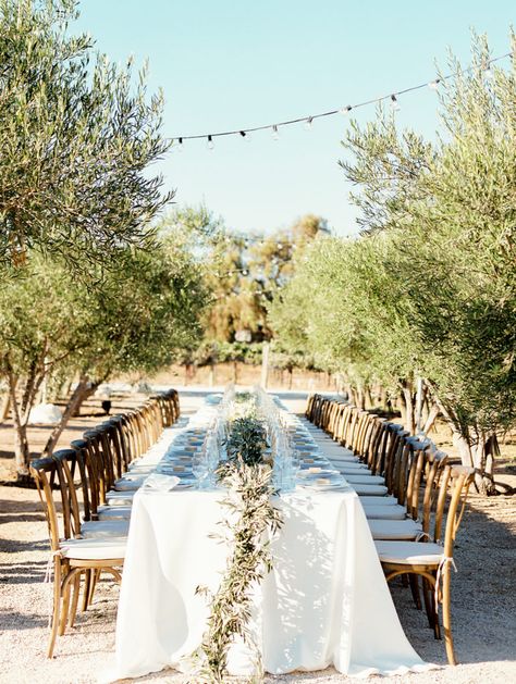 Olive Tree Decoration Wedding, Olive Farm Wedding, Olive Tree Wedding Ceremony, Olive Tree Wedding Decor, Olive Garden Wedding, Olive Tree Wedding, Kefalonia Wedding, Orange Orchard, Large Oak Tree