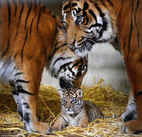 Tiger Photography, Sumatran Tiger, Proud Parents, Tiger Love, Wild Tiger, Baby Tiger, Tiger Cub, Cat Family, Large Cats