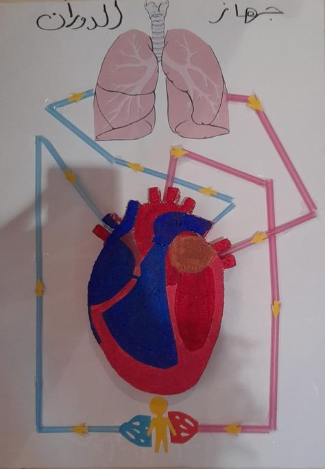 افكار لمشروع ماده العلوم ~ Circulatory System Model, Biology Models, Circulatory System Projects, Circulatory System For Kids, Body Systems Project, Human Circulatory System, Biology Projects, Heart Model, Matter Science