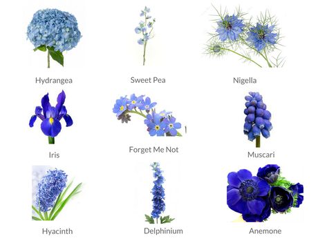 Cheat Sheets to Spring Wedding Flowers - WeddingPlanner.co.uk September Wedding Flowers Blue, Blue Flowers For Bouquet, Blue Flowers Name, Steel Blue Flowers, June Wedding Flowers Blue, Blue Flower Names, Forget Me Not Wedding, Flowers By Season, Blue Summer Flowers