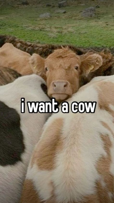 Pet Cows, Baby Farm Animals, Fluffy Cows, Cow Pictures, Super Cute Animals, Baby Cows, Pretty Animals, Cute Animals Images