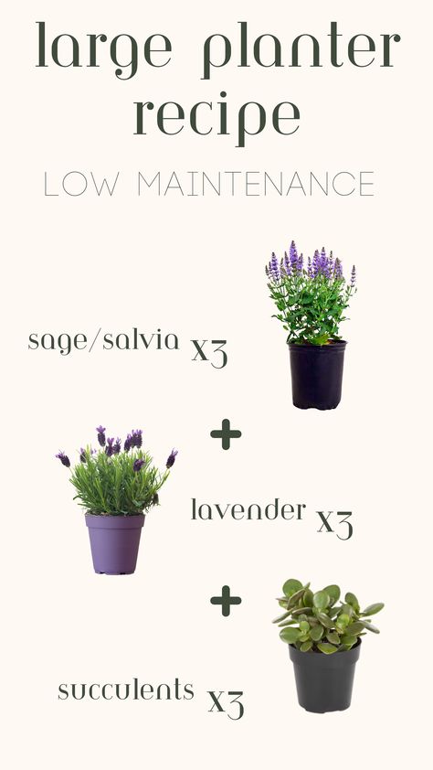 Large Outdoor Planter, Pot Ideas Lavender Planter Ideas, Potted Lavender Outdoor, Full Sun Planter Ideas, Lavender Planter, Full Sun Planters, Lavender Planters, Lavender Potted Plant, Garden Getaway, Porch Planter