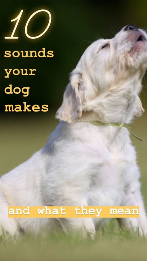 10 sounds your dog makes and what they mean Natural Antibiotics For Dogs, Antibiotics For Dogs, Dog Life Hacks, Dog Sounds, Natural Antibiotics, What Dogs, Dog Tips, Dog Health Care, Kinds Of Dogs