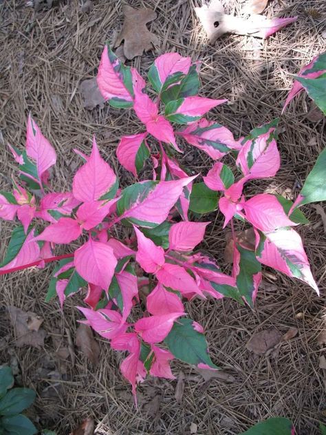 Alternanthera Ficoidea 'party Time' main Party Time Plant, Alternanthera Plant, Alternanthera Ficoidea, Pink Plants, Herb Garden Design, Leafy Plants, Pink Plant, Plant Guide, Fern Plant