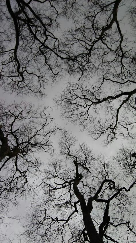 Sky Aesthetic Dark, Aesthetic Scenery Wallpaper, Wallpaper Sky Aesthetic, Aesthetic Dark Wallpaper, Aesthetic Scenery, Swag Wallpaper, Dark Tree, Gothic Wallpaper, Dark Nature Aesthetic