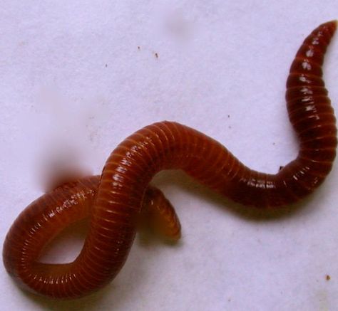 The red wiggler worms are used in vermiculture aka worm composting, which uses worms to recycle food scraps and other organic material into a valuable soil amendment called vermicompost, or worm compost. Worms eat food scraps, which become compost as they pass through the worm's body. Compost exits the worm through its' tail end. This compost can then be used to grow plants. Vermicomposting Worm Farm, Worm Composting Bin, Red Wiggler Worms, Red Wigglers, Worm Bin, Worm Castings, Red Worms, Worm Composting, Plant Pests