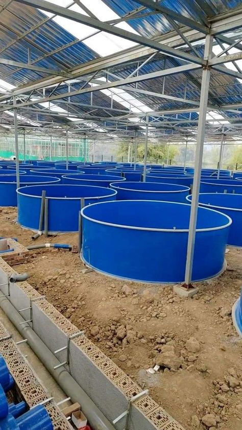 Farm Equipment Storage, Tilapia Farming, Aquaculture Fish, Tilapia Fish Farming, Types Of Farming, Water Collection System, Backyard Aquaponics, Aquaponics Fish, Fish Feed