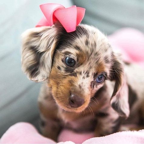 Look how beautiful Rosie is, especially her eyes 😍 @dodgerandrosie - - - - - - #dog #puppy #pup #pets #dogs_of_instagram #pet #pets #animal… Small Dog, Dachshund, Pink, Instagram, Black